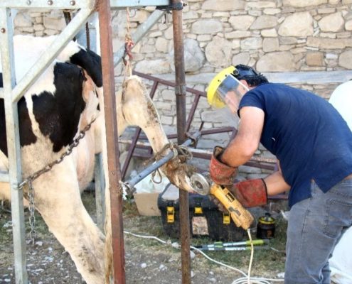 antalya-büyükşehir-belediyesi-veterinerlik-hizmeti